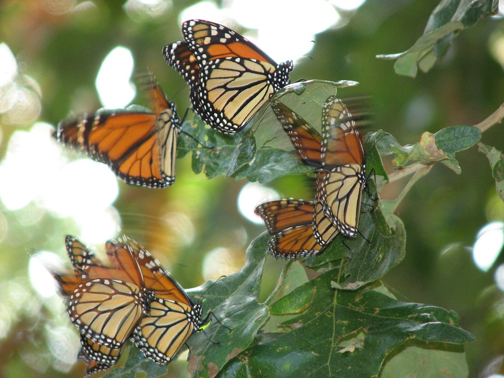 Jozan Fauna